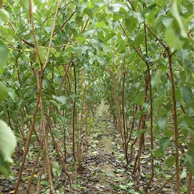 【最新杏樹價格 杏樹的價格 源昊苗木 最近杏樹價格是多少圖片】最新杏樹價格 杏樹的價格 源昊苗木 最近杏樹價格是多少圖片大全 - 邳州市源昊綠化苗木種植家庭農場