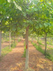 毛白楊 形態特征 二次截干法桐.國槐.毛白楊.合歡.白蠟.1...