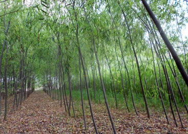 國槐價(jià)格國槐 白臘 合歡 國槐 白臘 合歡山東 平源國槐苗 菏澤平源國槐苗木基地 菏澤平源