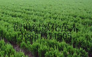 供應(yīng)沭陽龍柏價(jià)格江蘇龍柏價(jià)格龍柏報(bào)價(jià)_農(nóng)副產(chǎn)品_世界工廠網(wǎng)中國產(chǎn)品信息庫