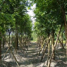 2021綠化苗木價格 報價 綠化苗木批發 第30頁 園林網