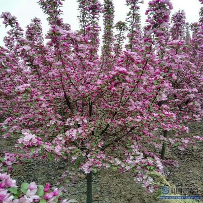 【促銷 海棠苗一律保質量西府海棠廠家價格】泰安高新區旺運苗木中心 - 產品庫