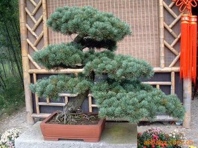 【綠化設計圖中的喬木與灌木之分】價格、產品供應,綠化設計圖中的喬木與灌木之分廠家批發-1024商務網