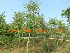 供應廣西有品質的廣西洋紫荊苗木 百色苗木供應,供應廣西有品質的廣西洋紫荊苗木 百色苗木供應生產廠家,供應廣西有品質的廣西洋紫荊苗木 百色苗木供應價格