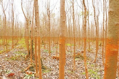 地方政府扶持行洪區(qū)種樹 泄洪后導(dǎo)致萬畝苗木枯死