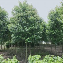 【高桿女貞行道樹_綠化工程高桿女貞行道樹苗圖片】高桿女貞行道樹_綠化工程高桿女貞行道樹苗 - 東臺市新街鎮(zhèn)勤茂園林苗木園