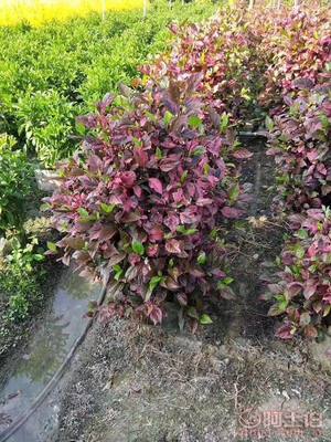 【興輝園藝場(chǎng)彩葉扶桑球形袋苗銷售】綠化苗木,價(jià)格,廠家,供應(yīng)商,花木,龍海市東泗興輝園藝場(chǎng) - 產(chǎn)品庫(kù)