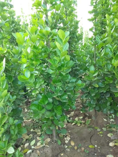 綠化苗木扶芳藤 古潤園林 山西綠化苗木