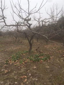 東臺陳延春 摒棄單打獨斗,要注重抱團發展