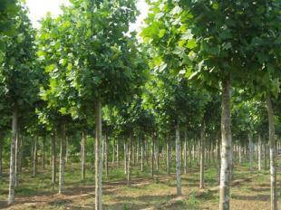 米徑6-15公分法桐苗木河南洛陽批發價格 _農副產品_世界工廠網