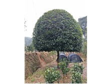 長沙市雨花區瑞達綠化苗木場產品展示