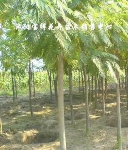 供應綠化苗木:低價出售各種合歡、銀杏、廣玉蘭等_農(nóng)副產(chǎn)品_世界工廠網(wǎng)中國產(chǎn)品信息庫