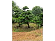 長沙市雨花區瑞達綠化苗木場產品展示