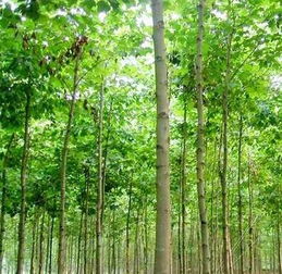 法桐基地的種植產(chǎn)品是什么,法桐基地的種植產(chǎn)品是什么生產(chǎn)廠家,法桐基地的種植產(chǎn)品是什么價格