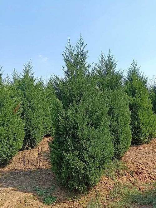 恭喜肥西永和苗木入駐苗木通 孫靜——追求客戶滿意,打造苗木精品 花卉種植