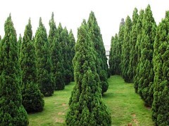 青州綠化苗木 選購優質綠化苗木，首選聚寶花卉苗木