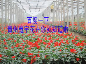 青州鑫宇花卉苗木基地一二年生草花與苗木產品名錄