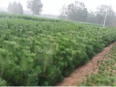 花卉苗木供應 黑松、側柏、油松種植指南與市場前景