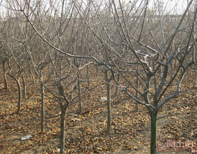 泰安青聯(lián)苗木 專(zhuān)業(yè)供應(yīng)優(yōu)質(zhì)垂絲海棠，打造高性價(jià)比綠化方案